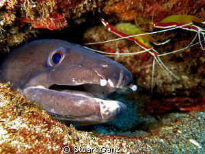 Conger eel and friends. by Stuart Ganz 